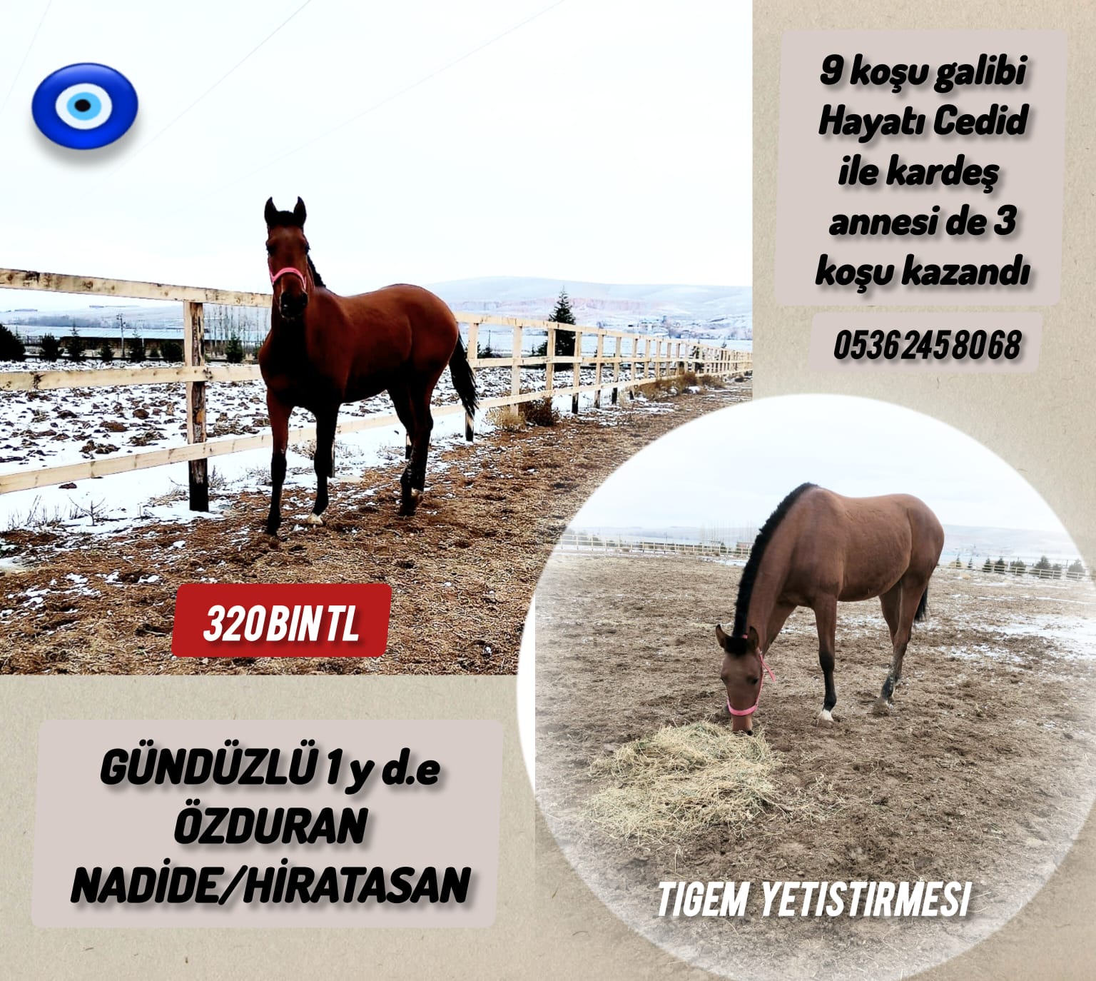 Tigem yetiştirmesi İkiliye dönecek Özduran Erkek Tayı Anne Nadide 320 bin TL.